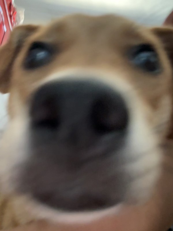 皮皮
